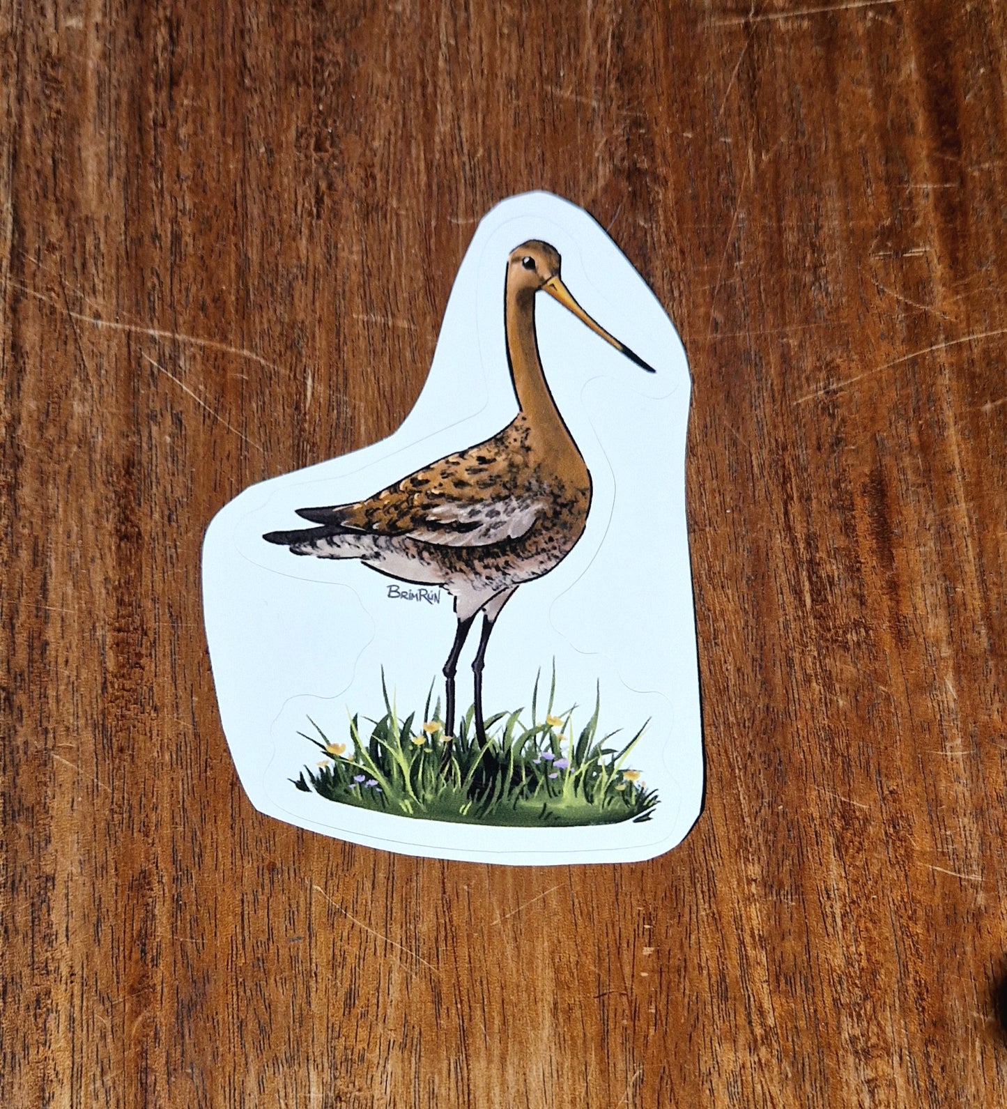 Jaðrakan /  Black-tailed godwit - Sticker - Brimrún